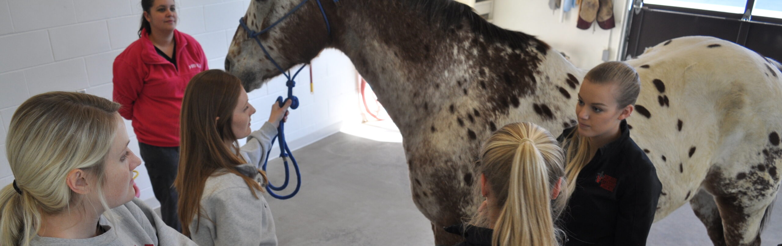 Cover image - students working with a horse